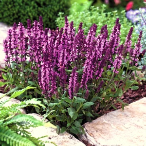 шалфей дубравный / salvia nemorosa new dimensions rose