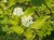 дерен белый aurea / cornus alba aurea