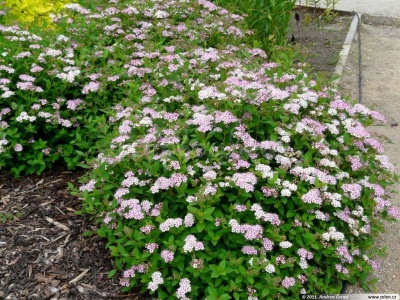спирея японская little princess / spiraea japonica little princess